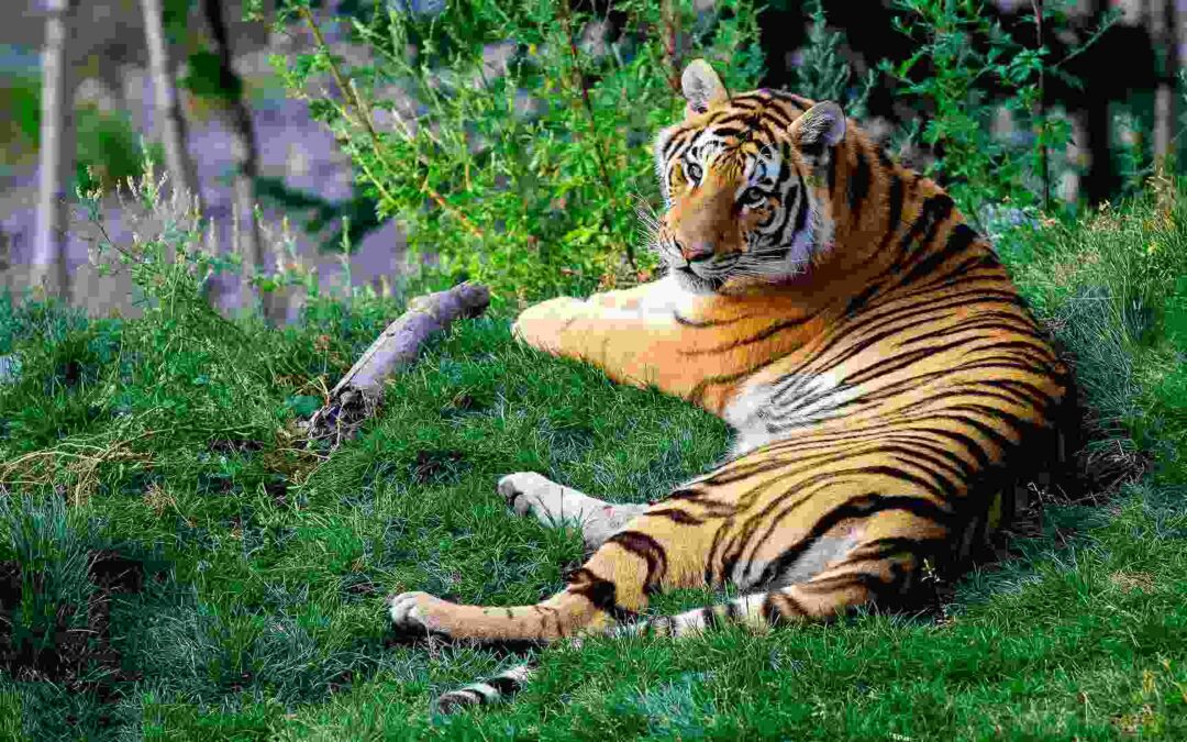 Majestic Tiger of Pench