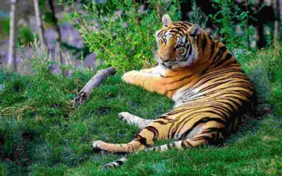 Majestic Tiger of Pench